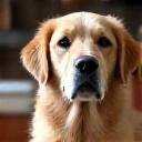Portrait of a contented senior golden retriever